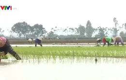 Lấy nước đợt 3 cho vụ Đông Xuân