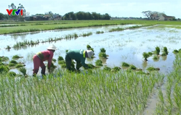 Chính phủ thống nhất mở rộng hạn điền, tích tụ ruộng đất