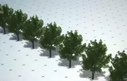 Cây cối cũng có thể di cư?