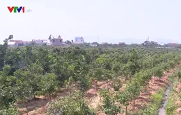 Lo mất mùa, nông dân Bắc Giang chặt vải trồng cam
