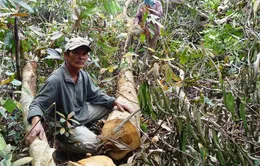 Thanh tra chuyển đổi mục đích sử dụng rừng tại Phú Yên