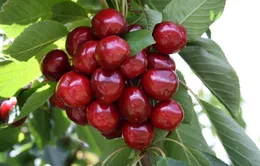 Nông dân làm giàu nhờ trồng cherry gắn với du lịch ở Trung Quốc