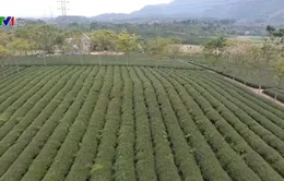 Đẩy mạnh xuất khẩu chè Thái Nguyên ra thị trường thế giới