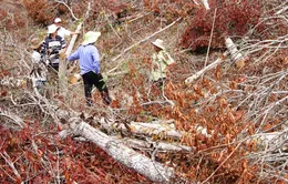 Phú Yên: Bắt cán bộ có hành vi phá rừng