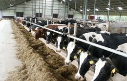 Nông dân châu Âu chật vật khi giá sữa quá thấp