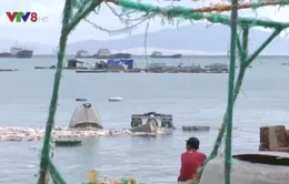 Nỗ lực khôi phục vùng nuôi tôm hùm Phú Yên sau bão