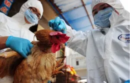 WHO: Virus cúm H7N9 tiến hóa, gây bệnh nặng hơn cho gia cầm