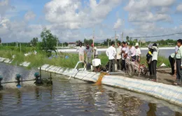 Kiên Giang: Sản lượng thủy sản đánh bắt tăng cao