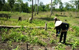 Khó khăn trong hỗ trợ đất ở, đất sản xuất cho hộ nghèo ở Gia Lai