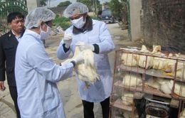 Xuất hiện ổ dịch cúm gia cầm H5N1 mới tại tỉnh Quảng Ninh