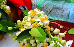 Hương hoa bưởi nồng nàn khắp phố phường Hà Nội