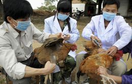 Virus cúm A/H7N9 nguy hiểm tới mức nào?