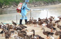 Phát hiện ổ dịch cúm A/H5N6 mới tại Quảng Ngãi