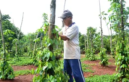 Giá tiêu lao dốc, các đại lý “chao đảo”