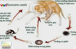 Bệnh giun đũa chó mèo gây nhiều biến chứng nguy hiểm
