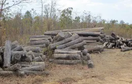 Kiểm điểm tập thể, cá nhân trong vụ khai thác gỗ trái phép tại Đắk Lắk