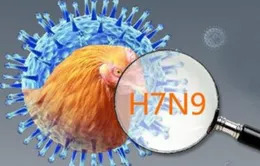 Mức độ nguy hiểm đáng sợ của virus H7N9