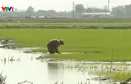 Hàng ngàn ha lúa tại Quảng Bình bị úng ngập và chết sau mưa rét