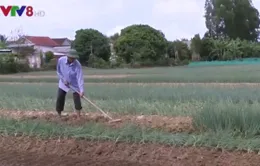 Nông dân làm giàu từ mô hình trồng hành lá VietGAP