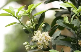 Hà Nội thơm dịu mát cùng sắc trắng tinh khôi của hoa bưởi