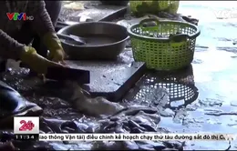 Vũng Tàu: Kinh hoàng công nghệ chế biến cá khô ở làng chài Đất Đỏ