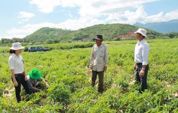 Diện tích trồng sắn ở Tây Nguyên vượt xa quy hoạch