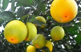 Hé lộ quy trình trồng cam Vinh