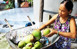 Bọ trĩ gây thiệt hại nặng ở vùng trồng xoài Cam Lâm, Khánh Hòa