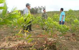 Chưa thể thu hồi đất rừng bị lấn chiếm ở Tây Nguyên