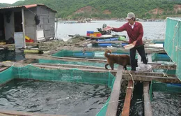 Phú Yên: Di dời bè nuôi cá trái phép ở vịnh Vũng Rô