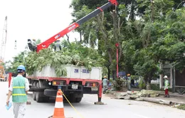 Chưa thể di chuyển cây xanh tại đường Kim Mã