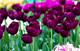 Rực rỡ cánh đồng hoa tulip tại Lisse, Hà Lan