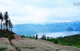 Chiêm ngưỡng thiên nhiên tươi đẹp vùng cao Hà Giang qua phim Việt "Lặng yên dưới vực sâu"