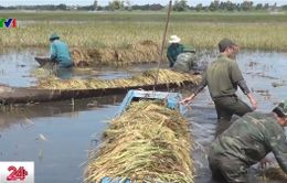 Xúc động hình ảnh bộ đội cùng nông dân Long An gặt lúa chạy lũ