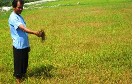 Quảng Bình: Hơn 1.000ha lúa nhiễm rầy lưng trắng