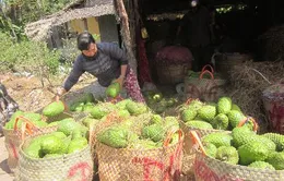 Tiền Giang: Người dân không bán được mãng cầu vì xe tải bị cấm qua phà