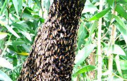 Phát hiện mật ong nuôi giả mật ong U Minh hạ