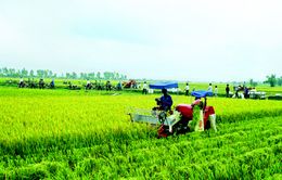 Chính phủ phê duyệt đề án tái cơ cấu nông nghiệp