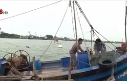 Ngư dân Hà Tĩnh phấn khởi vụ cá Nam