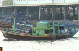 Ngư trường Bình Thuận cạn kiệt do nạn đánh bắt “tận diệt” hải sản