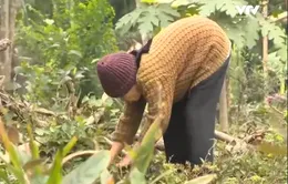 Cụ bà nhặt nhạnh từng đồng nuôi cháu mồ côi ăn học