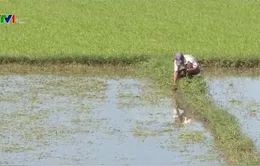 Phú Yên hỗ trợ nông dân thiệt hại vụ Đông Xuân