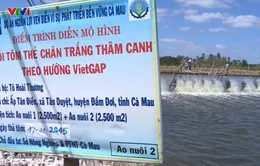 Nuôi tôm VietGAP: Hướng đi bền vững ở Cà Mau