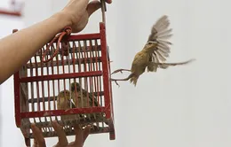 "Nghi thức phóng sinh chính là bảo vệ sự sống của các loài vật"