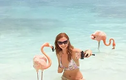 Mốt chụp ảnh với động vật trên bãi biển ở Caribe gây sốt