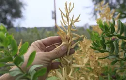 Vườn tược đang bị đe dọa bởi bệnh thực vật "thay đổi cục diện"