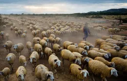 Một tuần thành công rực rỡ của nhiếp ảnh Việt trên National Geographic