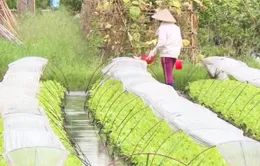 Những làng rau Hà Nội cho thu nhập... nửa tỷ đồng/ha