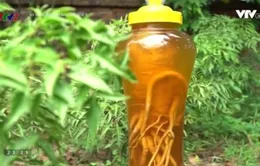 Rễ đinh lăng quý như nhân sâm nhưng vì sao không được lạm dụng?