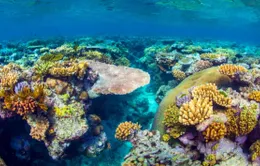 Rạn san hô lớn nhất Australia “thoát hiểm”
